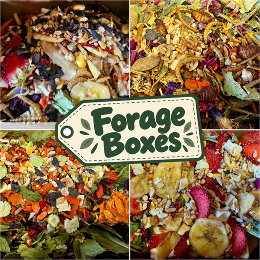 Mischief Made Forage Boxes