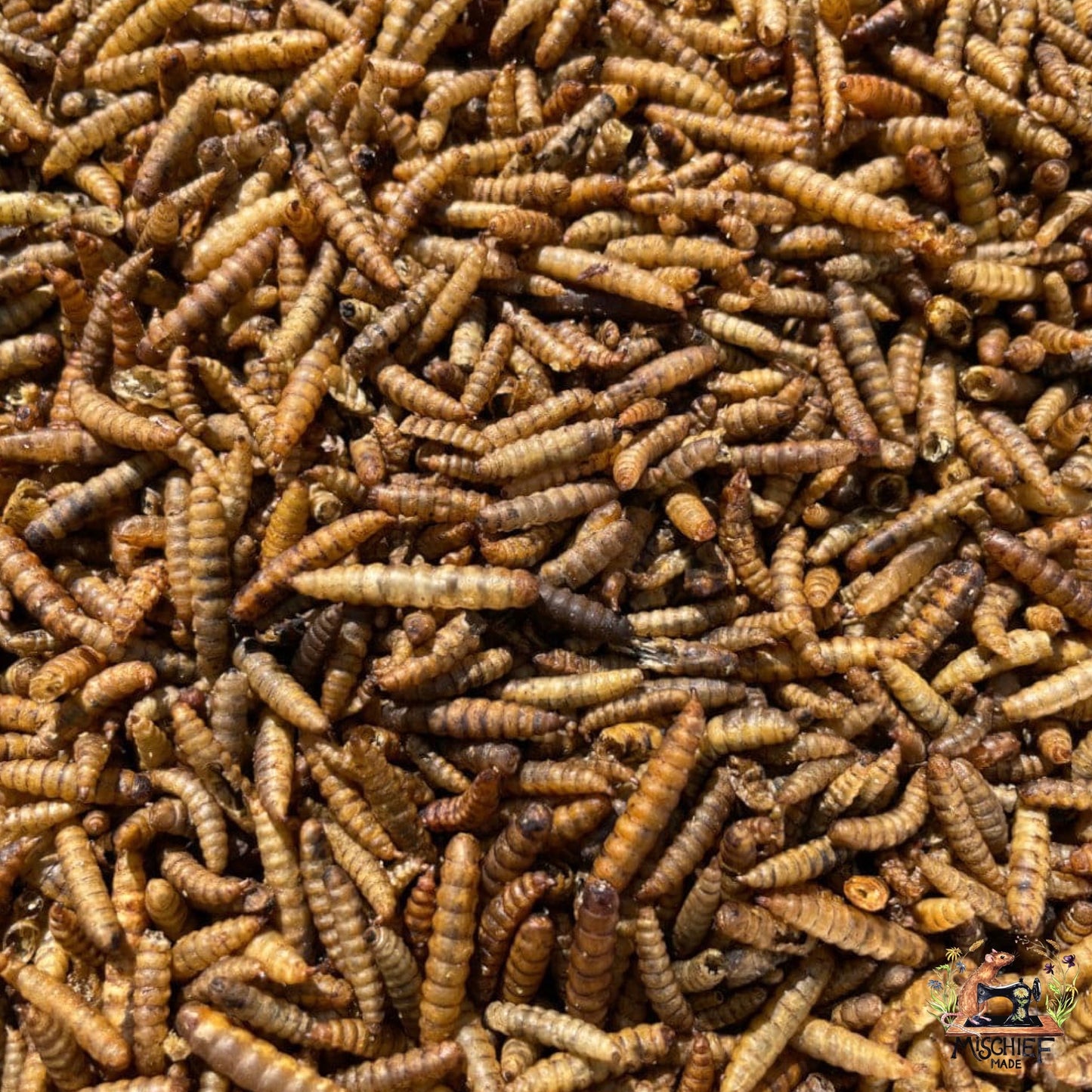 Mischief Munch - Worm Wonder (Mealworms)