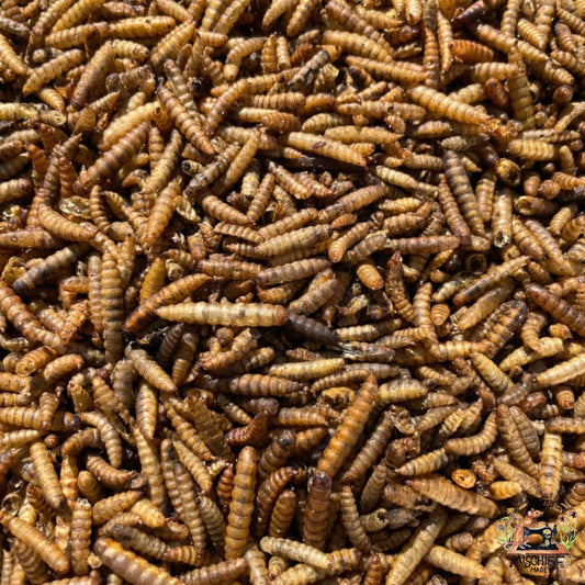 Mischief Munch - Worm Wonder (Mealworms)