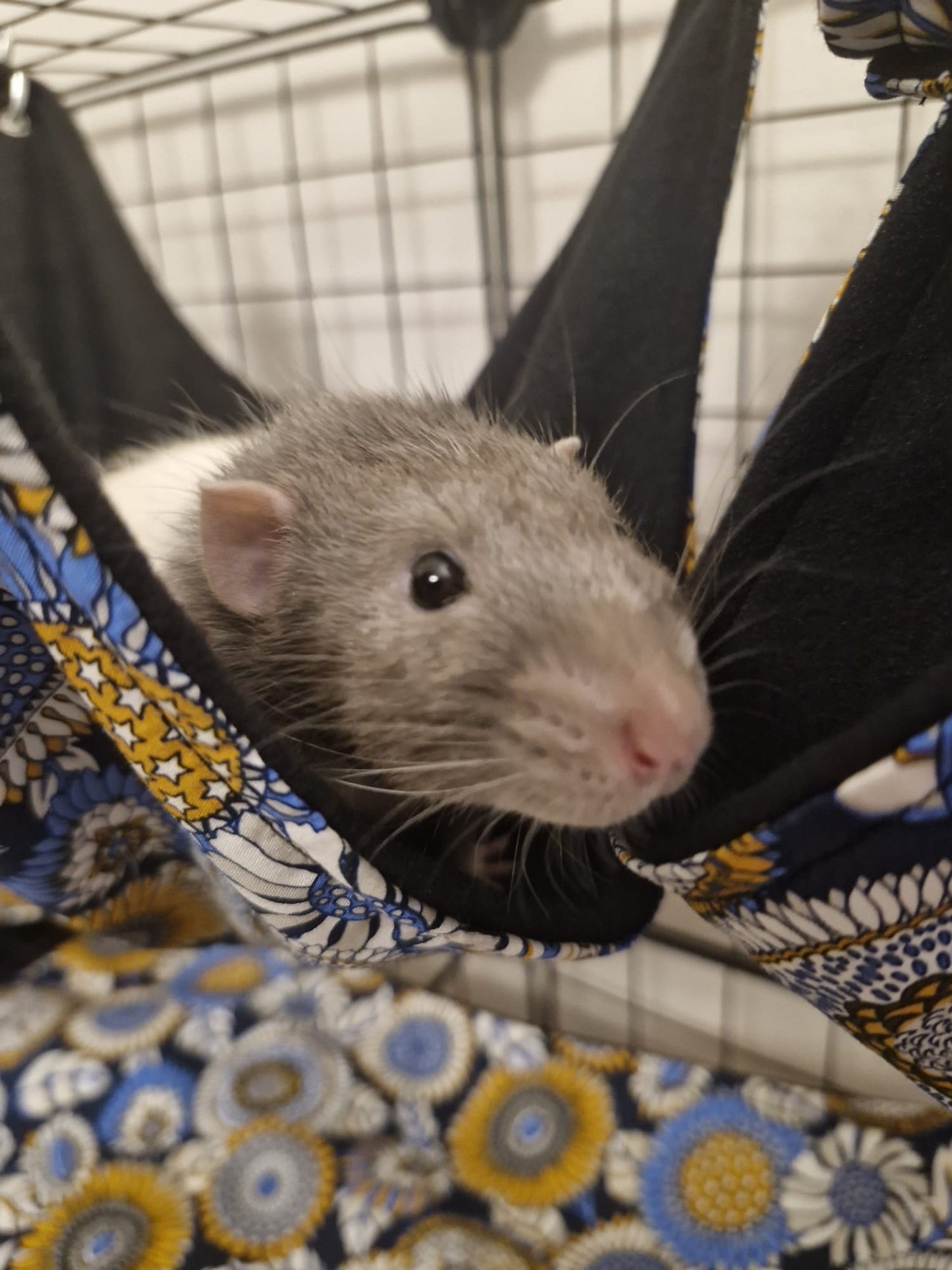 9 piece fleece lined rodent hammock set for rats ferrets chinchillas